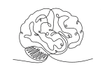 brain line art