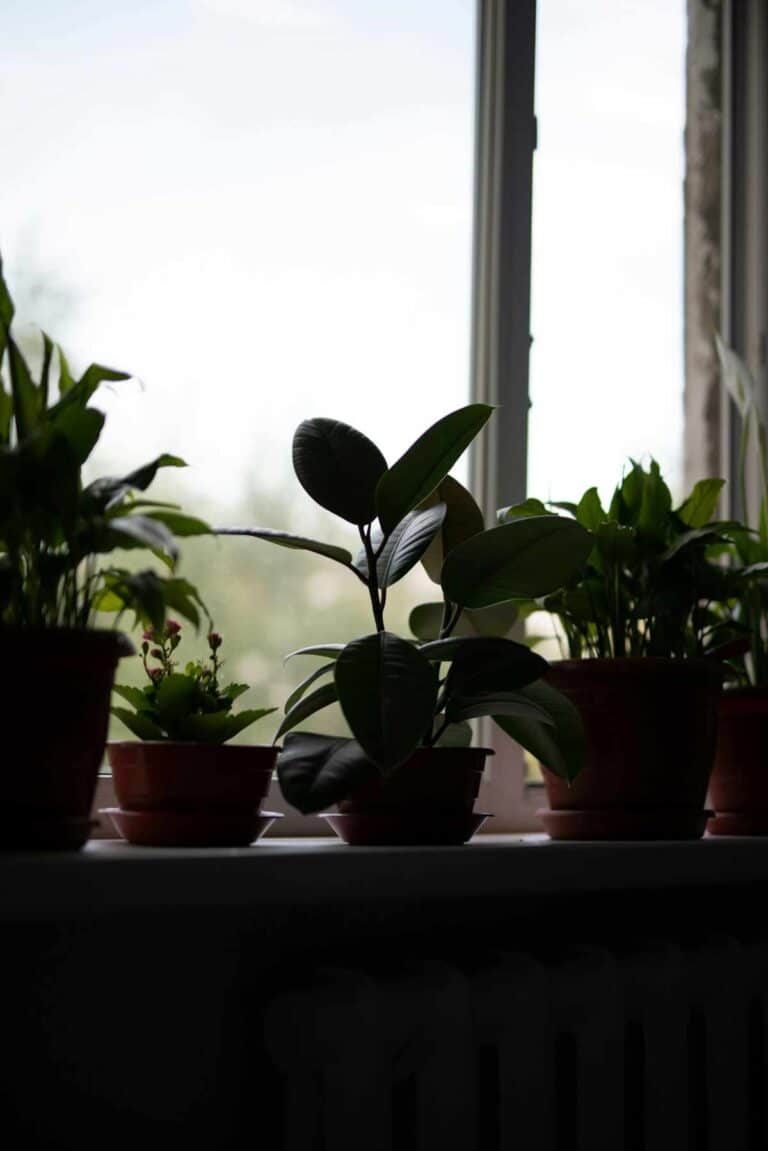 Houseplants on a windowsill symbolizing a calming home environment supported by occupational therapy adaptations
