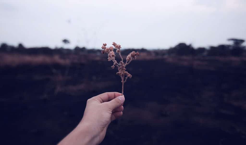 Hand holding a dried plant in a barren field symbolizing depression and emotional struggle