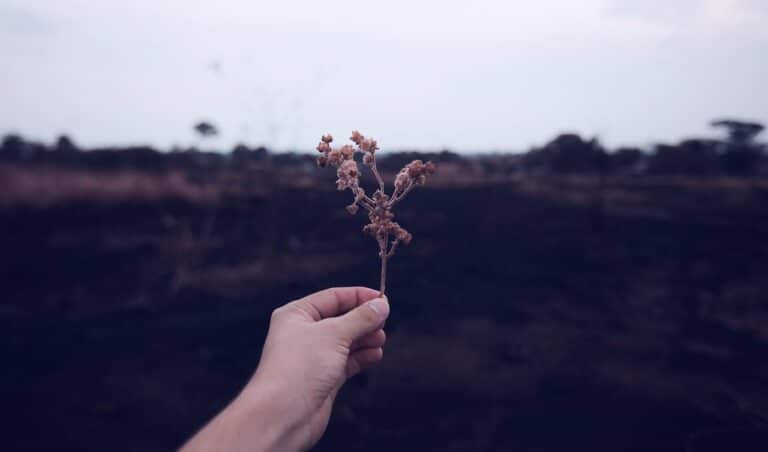 Hand holding a dried plant in a barren field symbolizing depression and emotional struggle