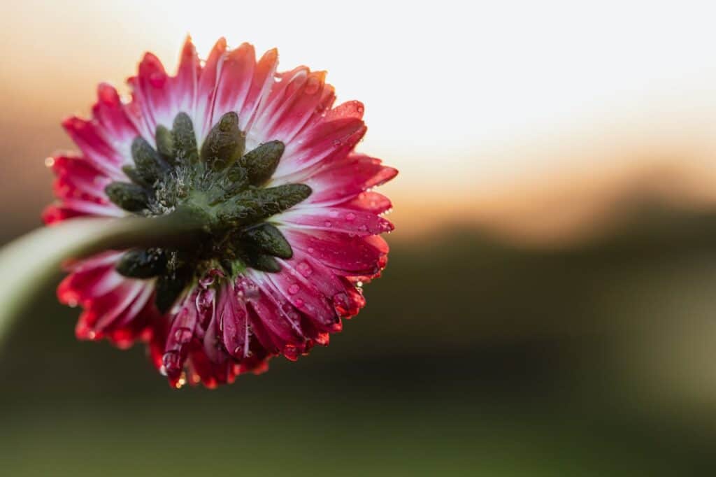 Close-up of a flower with morning dew representing growth, healing, and transformation through occupational therapy.
