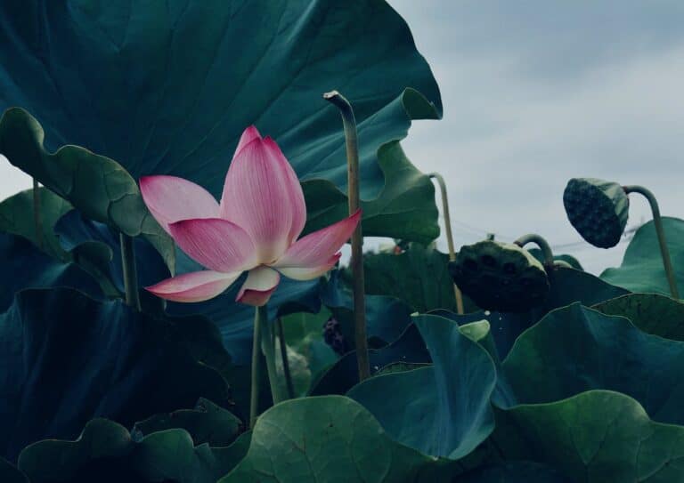Pink lotus flower symbolizing healing, calm, and emotional balance through therapy for anxiety