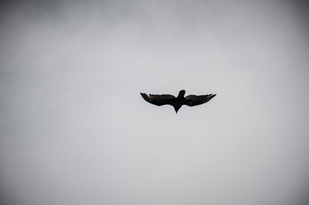 Silhouette of a bird flying in a grey sky representing isolation and emotional weight linked to depression and disability