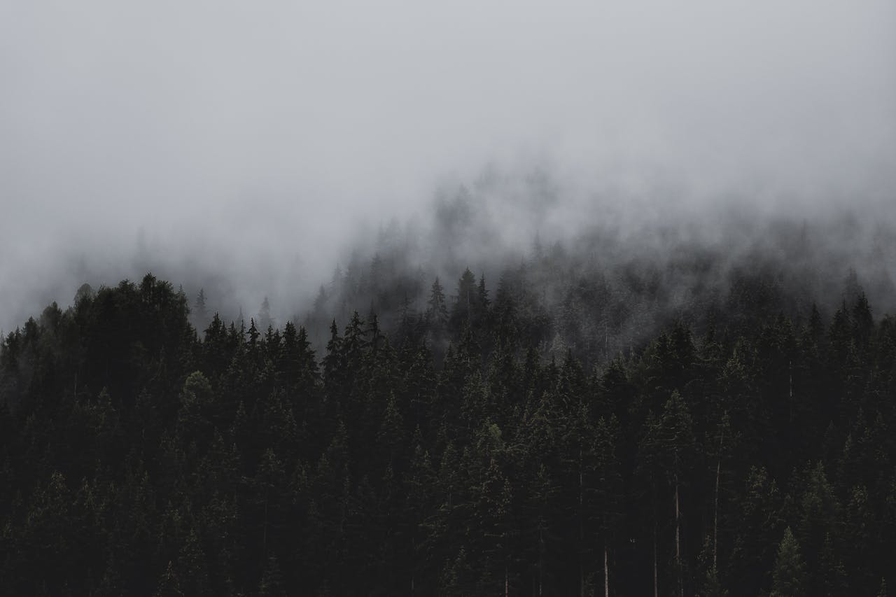 Dark misty forest landscape symbolizing the heaviness of depression and the journey through mental health challenges