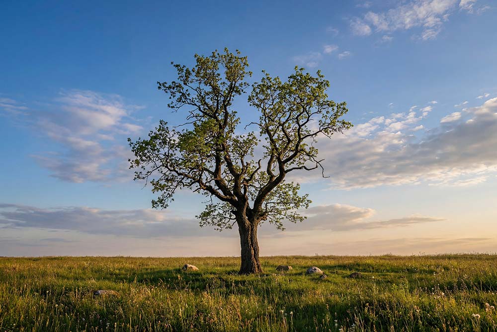 A lone tree with green leaves stands in a grassy field under a bright blue sky with scattered clouds during sunset.