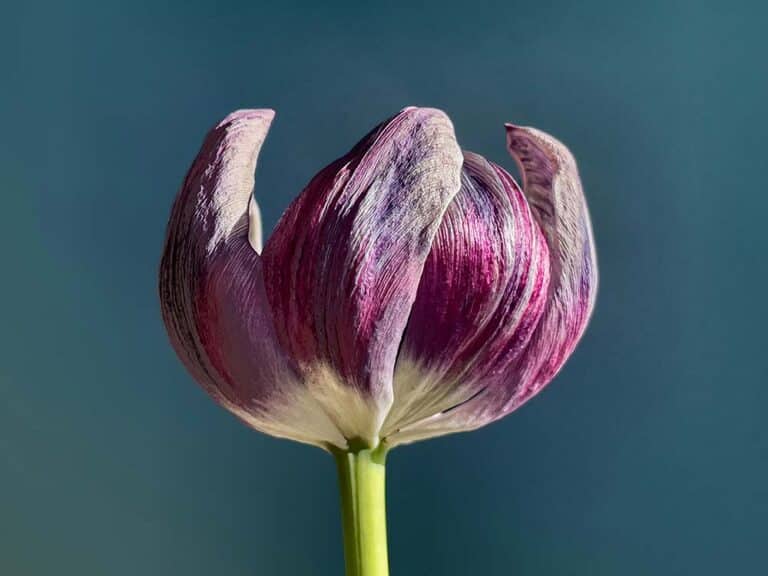 Close-up of a purple flower with a blue background