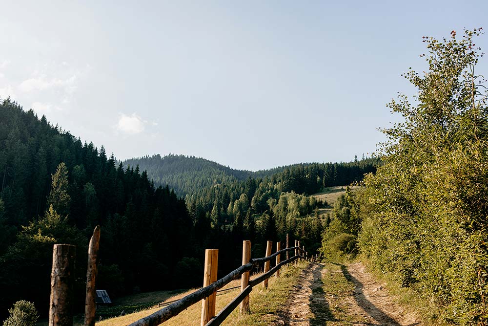 Dirt road with wooden fence in lush green forest