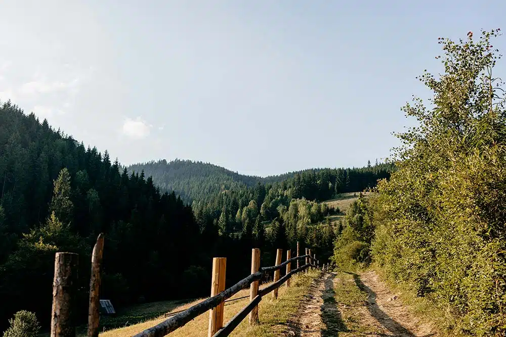 Dirt road with wooden fence in lush green forest