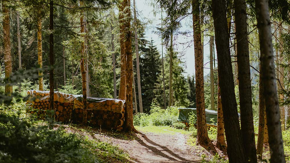 Sunlit forest path winding through tall green trees