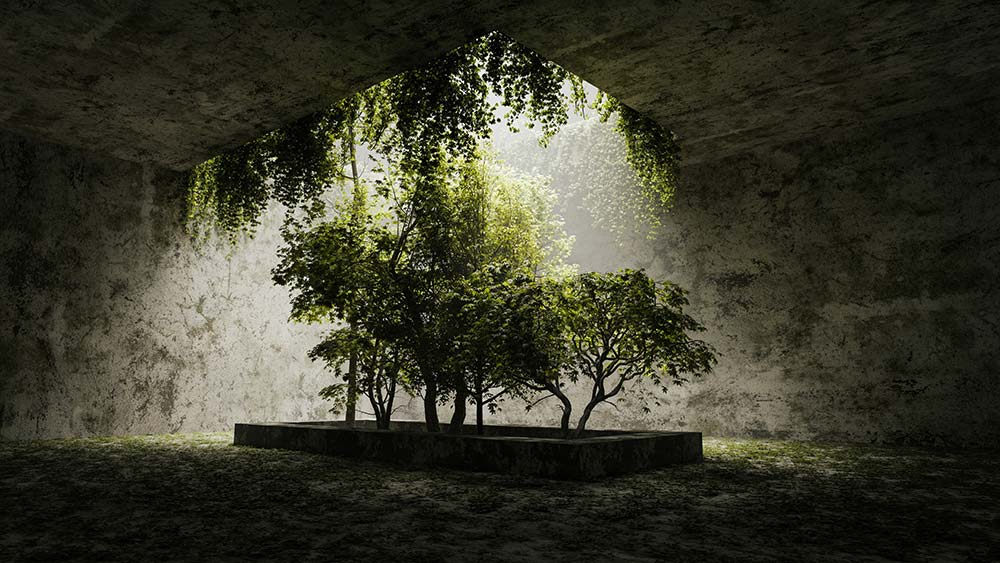 Trees growing in a concrete structure with sunlight