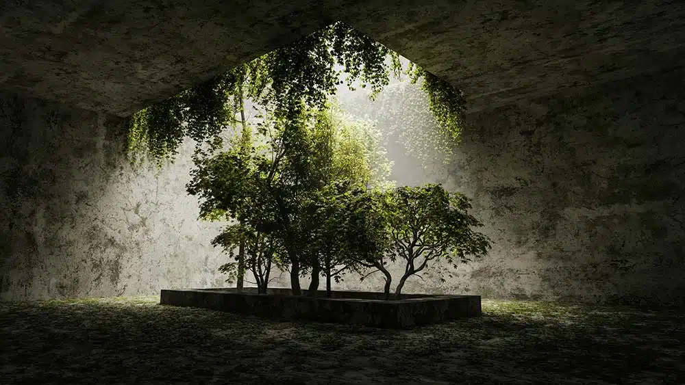 Trees growing in a concrete structure with sunlight