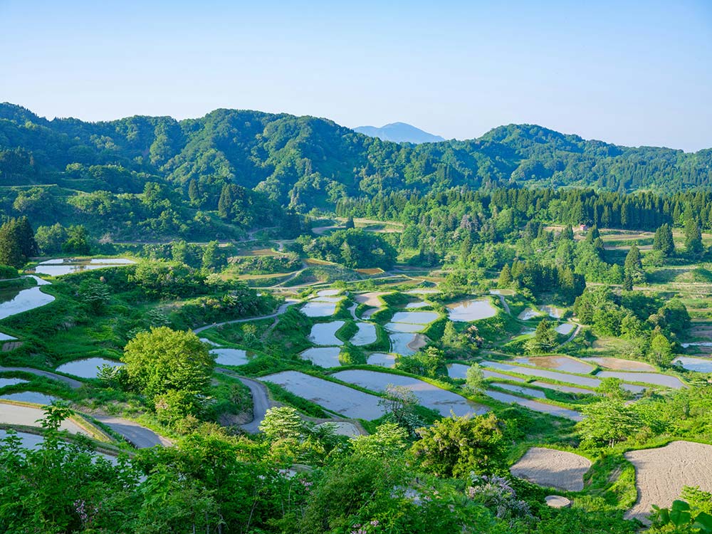 Terraced rice fields among lush green mountains